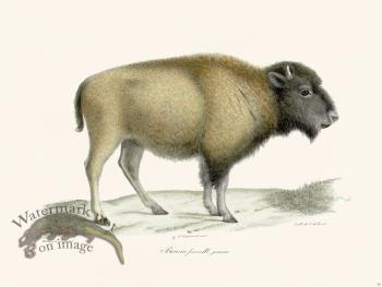 Cuvier 065 Young Female Bison